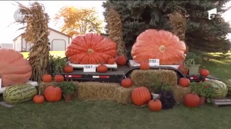 Un dovleac de aproape 1000 de kilograme a fost expus cu mândrie de un cuplu de fermieri din statul american Wisconsin