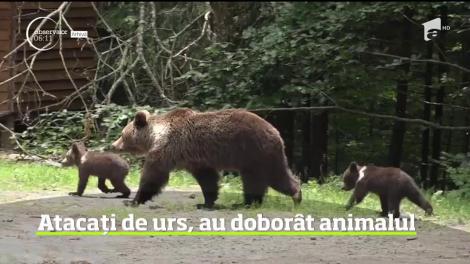 O femeie dintr-o localitate din Prahova şi soţul ei au fost la un pas să piară sfâşiaţi de un urs