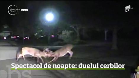 Duelul cerbilor, în statul Ohio