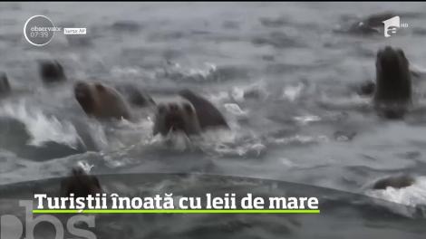 Turiștii din capitala republicii Peru înoată cu alături de leii de mare