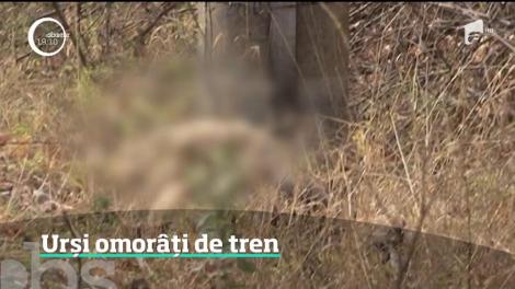 Trei urşi au fost omorâţi de tren în Harghita