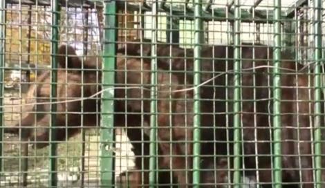 După 26 de ani trăiţi într-o cuşcă, un urs din Neamţ a fost relocat la Rezervaţia de la Zărneşti