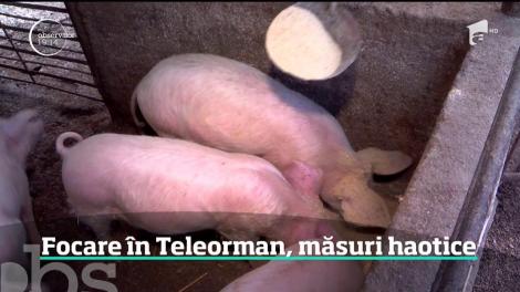Pesta porcină se extinde în Teleorman