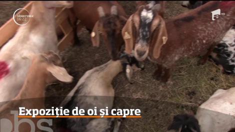 Epoziţie de oi şi capre din Segarcea, în judeţul Dolj!