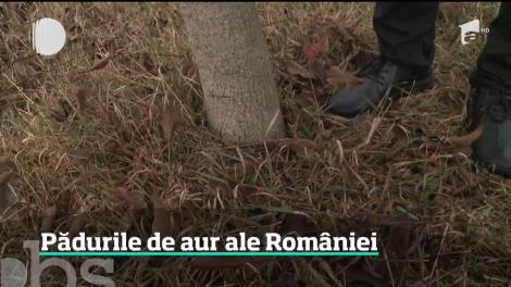 Plantaţiile de nuci forestieri ar putea deveni pădurile de aur ale României