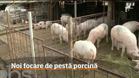 Trei cazuri de pestă porcină în doar o săptămână!