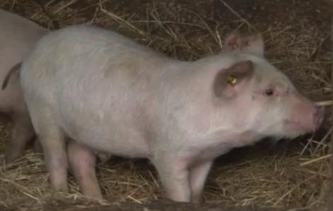 Pesta porcină s-a extins şi-n Maramureş! Un bărbat a adus porci infectaţi în judeţ şi i-a vândut pe marginea şoselei