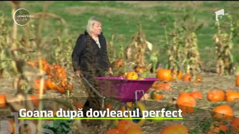 Halloween-ul se apropie, iar părinţi şi copii, deopotrivă, pun la cale ultimele detalii pentru costume şi decoraţiuni