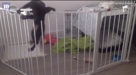 Evadare ca în filme a unui ”recidivist”! Totul a fost înregistrat de camerele de filmat!