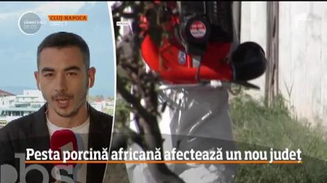 Pesta porcină a ajuns în Maramureş