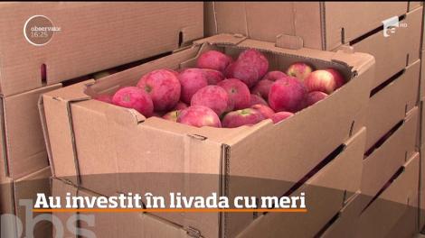 O familie din Mureş să investească într-o cultură de mere. Proprietarii terenului folosesc cele mai noi tehnologii în materie de pomicultură