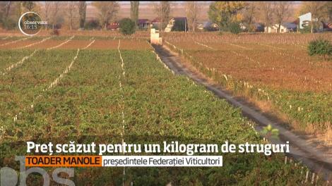 Vremea bună a grăbit culesul strugurilor în Vrancea