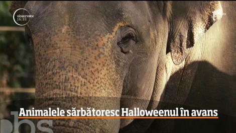 Animalele sărbătoresc Halloweenul în avans