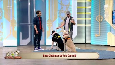 Cum să crești un ciobănesc asiatic în București. Dresorul Cătălin Cornea: "Nu puneți zgarda greșită, o să muște!"
