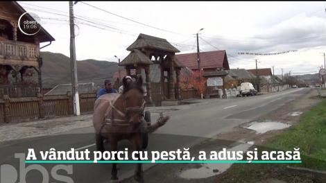 Bărbatul, care a vândut porci bolnavi de pestă în județul Maramureș, este anchetat de poliție