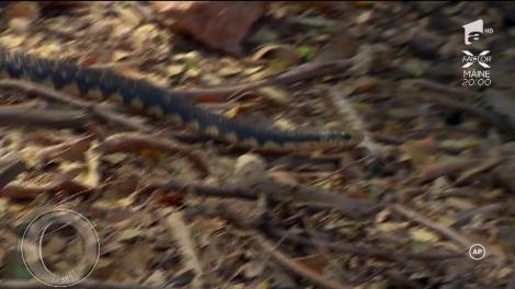 Concurenții de la ”Ultimul trib”, agitați de un șarpe uriaș: ”Este veninos. Mușcătura lui poate fi fatală!”