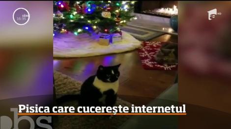 O pisică din Statele Unite, vedetă în mediul online pentru felul în care pozează