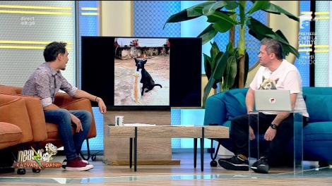 Smiley News! O pisicuță îi face masaj unui cățel obosit