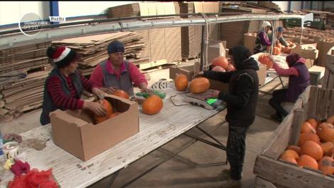 Dovleacul de Halloween, afacere de sezon