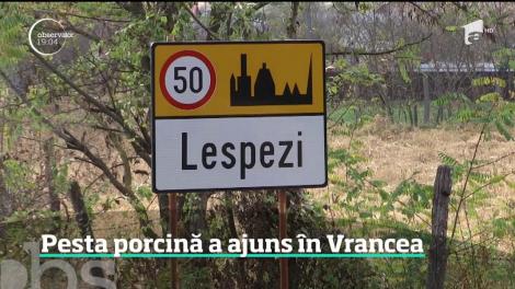 Pesta porcină africană a ajuns în al 16-lea judeţ, Vrancea. Crescătorii din zonă se tem că-şi vor pierde afacerile