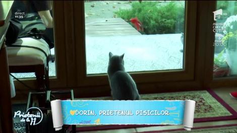 De ziua Internațională a Pisicilor, Dorin, fiul Țiți Dumitriu, ne face cunoștință cu frumoasele sale feline