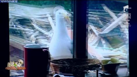 Smiley News! Pasărea care cere singură de mâncare la geam