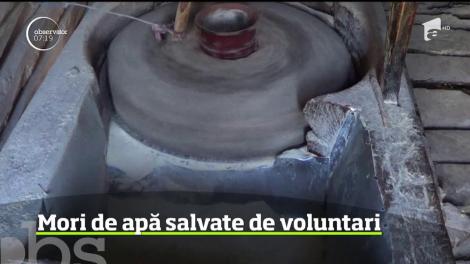 Mori de apă salvate de voluntari