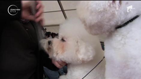 Expoziţie canină la Oradea. Sute de câini ajunşi din toată ţara, dar şi de peste hotare s-au întrecut în mai multe probe