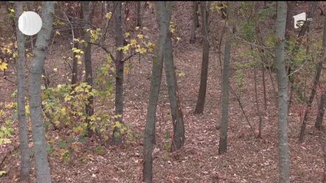 Un pădurar din Vaslui a fost bătut crunt şi ameninţat cu sabia de mai mulţi hoţi de lemne, după ce i-ar fi prins la furat!