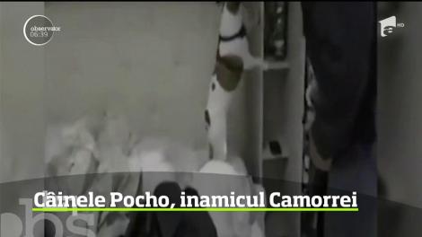 Camorra a emis o condamnare la moarte ceva mai neobişnuită