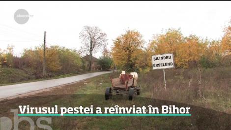 Virusul pestei porcine a reînviat în județul Bihor