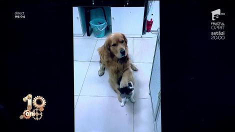 Smiley News! Câinele, cel mai bun prieten al omului, dar și a pisicilor