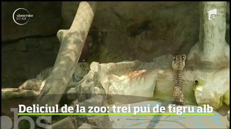 Trei pui de tigru alb din Bengal, în vârstă de numai două luni, au fost prezentaţi pentru întâia oară publicului, la grădina zoologică din Lima