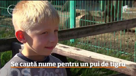 Se caută nume pentru cel mai nou membru al Grădinii Zoologice din Piteşti, pui de tigru siberian