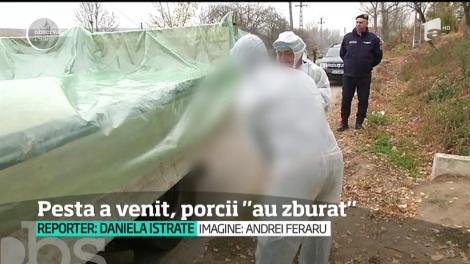 De frica pestei, porcii din Dolj au zburat din curte! Asta le-au spus oltenii inspectorilor sanitari veniţi să le ia animalele