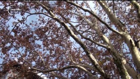 Un copac vechi de sute de ani a fost desemnat arborele anului 2019