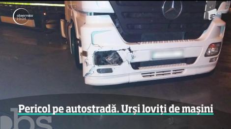 Trei urşi au fost loviţi de maşini în numai câteva ore, în Sibiu