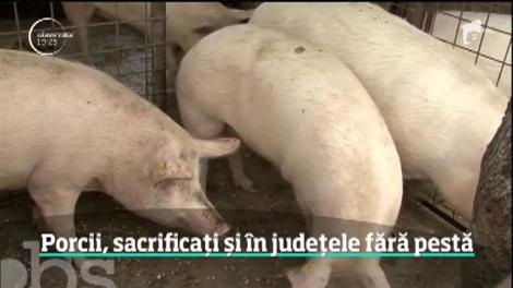 Argeş, al 18-lea judeţ afectat de pesta porcină africană