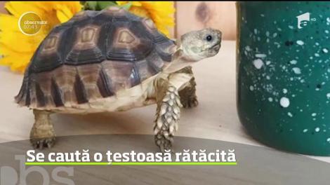 Un întreg orăşel din California este în alertă, după ce o vedetă de pe reţelele de socializare a dispărut fără urmă