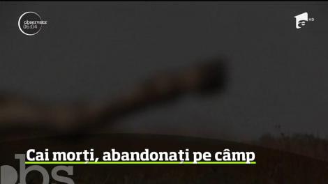 Trei cai au fost găsiţi morti, unul dintre ei cu o funie în jurul gâtului.. Anchetatorii cred că au de-a face cu un transport ilegal de animale