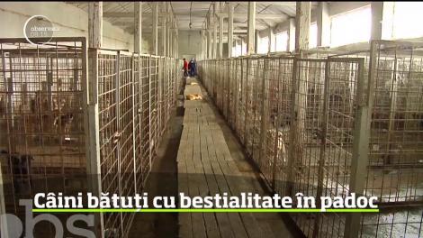 C&acirc;ini bătuţi cu bestialitate &icirc;ntr-un padoc pentru animale fără adăpost din Tecuci.