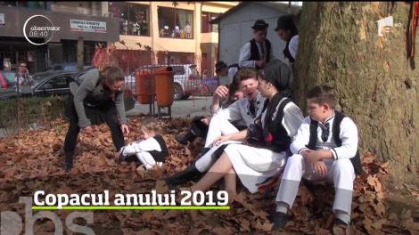Un platan vechi de sute de ani a fost desemnat arborele anului 2019!