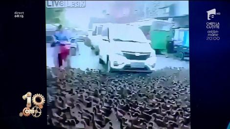 Smiley News. Defilarea rațelor, în China. Cum au traversat o stradă extrem de circulată