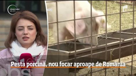 Alertă! Încă un focar de pesta porcină! 2000 de porci, sacrificați dintr-un foc