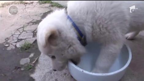 O pisică, vedetă în mediul online după ce a adoptat doi pui de câine!