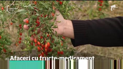 Iată cum poți face o afacere de succes din plantații de goji şi aronia