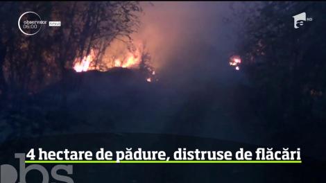 Un incendiu de pădure izbucnit în judeţul Timiş a mobilizat forţe impresionante