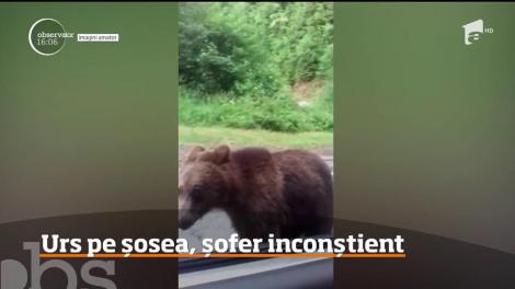 VIDEO! "Are mare noroc că mai are mâna!" Un șofer teribilist s-a filmat în timp ce chema un urs în maşină