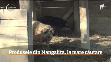 Sute de mii de porci uciși degeaba? Cine profită de pe urma crizei de pestă porcină din România
