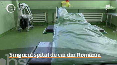 La Cluj-Napoca, există singurul spital de urgenţă pentru cai din România!